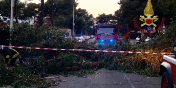 Cagliari, paura al quartiere del Sole: crolla un grosso albero, una donna finisce in ospedale
