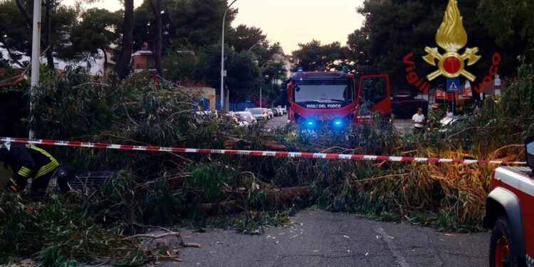 Cagliari, paura al quartiere del Sole: crolla un grosso albero, una donna finisce in ospedale