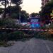 Cagliari, paura al quartiere del Sole: crolla un grosso albero, una donna finisce in ospedale