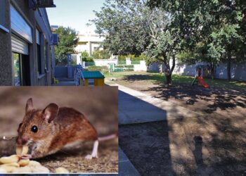Topi nella scuola dell’infanzia di Su Planu: trovati escrementi in sala mensa