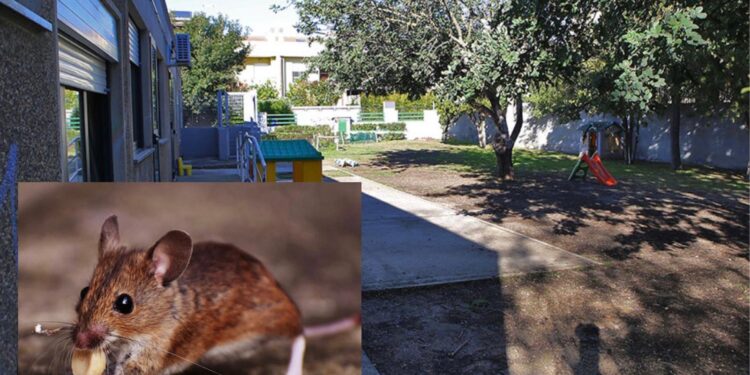 Topi nella scuola dell’infanzia di Su Planu: trovati escrementi in sala mensa