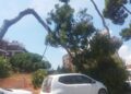 Cagliari, paura al Binaghi: albero crolla sulle auto parcheggiate
