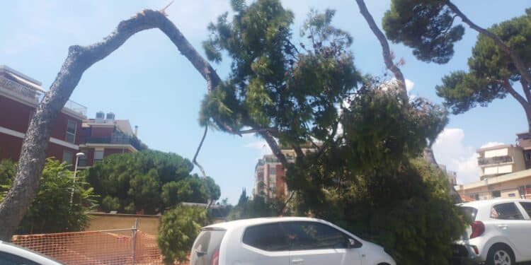 Cagliari, paura al Binaghi: albero crolla sulle auto parcheggiate