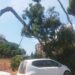 Cagliari, paura al Binaghi: albero crolla sulle auto parcheggiate