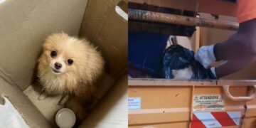 Cagliari, cane anziano gettato tra i rifiuti dentro un sacco nero