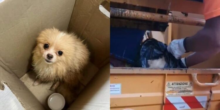 Cagliari, cane anziano gettato tra i rifiuti dentro un sacco nero
