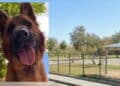 Quartu Sant’Elena, a Molentargius cani liberi mettono a repentaglio la sicurezza dei fruitori del parco