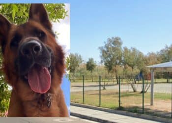 Quartu Sant’Elena, a Molentargius cani liberi mettono a repentaglio la sicurezza dei fruitori del parco