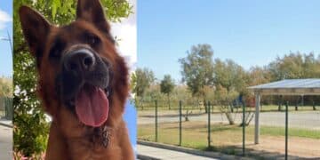 Quartu Sant’Elena, a Molentargius cani liberi mettono a repentaglio la sicurezza dei fruitori del parco