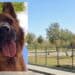 Quartu Sant’Elena, a Molentargius cani liberi mettono a repentaglio la sicurezza dei fruitori del parco