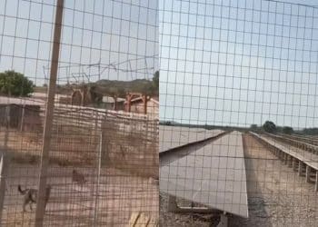 Carbonia, pannelli fotovoltaici a due passi dal canile: calore eccessivo e un ronzio continuo disturbano gli animali