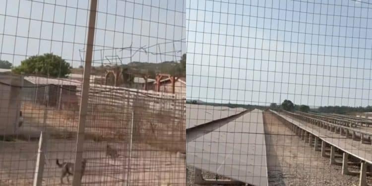 Carbonia, pannelli fotovoltaici a due passi dal canile: calore eccessivo e un ronzio continuo disturbano gli animali