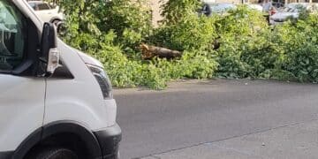Cagliari, grosso ramo cade in via Cugia di fronte al Dettori