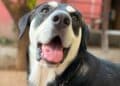 Villacidro, multe a chi permette ai propri cani di vagabondare per le vie del paese