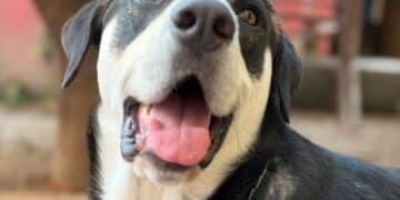Villacidro, multe a chi permette ai propri cani di vagabondare per le vie del paese