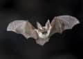 Un pipistrello gli piomba sul viso durante il sonno e contrae la rabbia: morto un 11enne