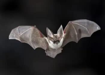 Un pipistrello gli piomba sul viso durante il sonno e contrae la rabbia: morto un 11enne