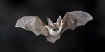 Un pipistrello gli piomba sul viso durante il sonno e contrae la rabbia: morto un 11enne