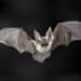 Un pipistrello gli piomba sul viso durante il sonno e contrae la rabbia: morto un 11enne