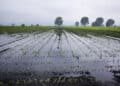 Agricoltura sarda in ginocchio, Sorgia: “Paradossale destinare 30 milioni alla fusione degli aeroporti