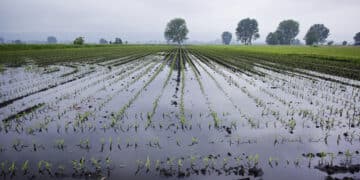 Agricoltura sarda in ginocchio, Sorgia: “Paradossale destinare 30 milioni alla fusione degli aeroporti”