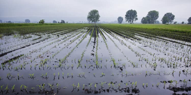 Agricoltura sarda in ginocchio, Sorgia: “Paradossale destinare 30 milioni alla fusione degli aeroporti