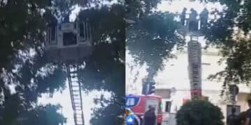 Pirri, pappagallino incastrato in una  rete salvato dai vigili del fuoco