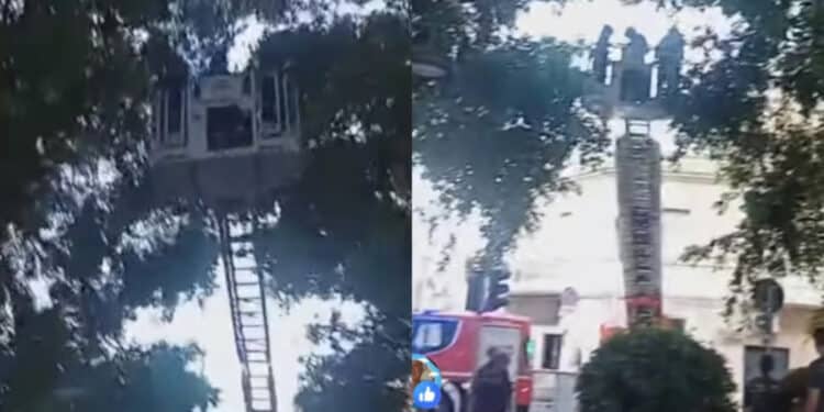 Pirri, pappagallino incastrato in una rete salvato dai vigili del fuoco