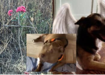 Il commovente addio a Palla, salvata dalla veterinaria Monica Pais: “Resisterò senza te a fianco, perché sei al sicuro nel mio cuore“