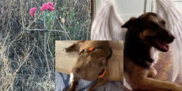 Il commovente addio a Palla, salvata dalla veterinaria Monica Pais: “Resisterò senza te a fianco, perché sei al sicuro nel mio cuore“