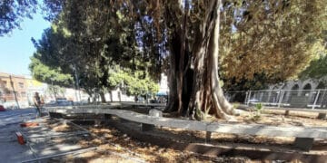 Cagliari, piazza Matteotti deturpata dai vandali: crollano anche le transenne che abbracciano il Ficus secolare