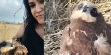 San Gavino Monreale, Falco della Palude con un’ala spezzata salvato da una cittadina: “Speriamo guarisca presto”