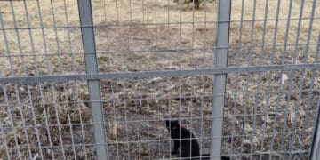 Assemini, via Iglesias ripulita: la Regione Sardegna “ha finalmente provveduto alla pulizia del terreno di sua proprietà“