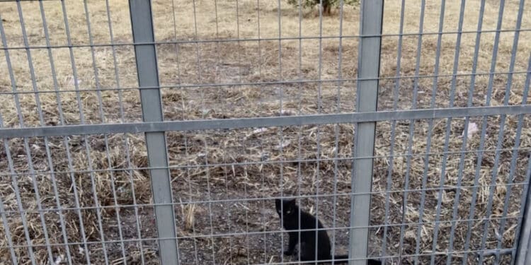 Assemini, via Iglesias ripulita: la Regione Sardegna “ha finalmente provveduto alla pulizia del terreno di sua proprietà“