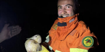 Le vittime innocenti dei roghi in Sardegna: animali arsi vivi, ogni incendio provoca morte e distruzione: “Ma c’è sempre spazio per la vita”