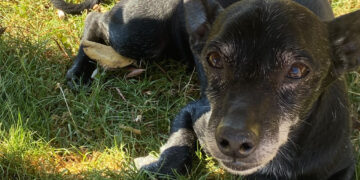 Decimomannu, cagnolino preso a calci al parco: “Chiedo giustizia, chi ha visto mi aiuti”