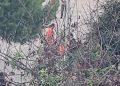 Cagliari, far west in piazza San Michele: migrante accoltellato alla testa, trasportato in codice rosso al Brotzu