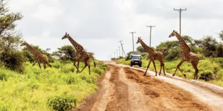 Incidente stradale in Kenya, morta una turista italiana