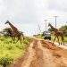 Incidente stradale in Kenya, morta una turista italiana