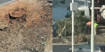 Quartu, un lettore sull’abbattimento dello storico albero di viale Marconi: “Una ferita al tessuto sociale”