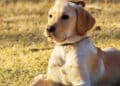 Quartu, il Sindaco Milia firma un’ordinanza che vieta di lasciare gli animali all’aperto senza coperture per tutelarli dal caldo
