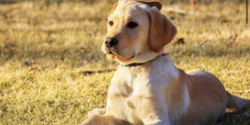 Quartu, vietato asciare gli animali in balconi e cortili senza riparo dal sole