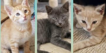 Radio Zampetta Sarda- In cerca di una casa, separati dalla mamma e tenuti in gabbia: ora sono salvi ma bisognosi di una famiglia