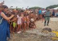 Tortolì, la tartaruga ferita e guarita torna a nuotare nel suo mare