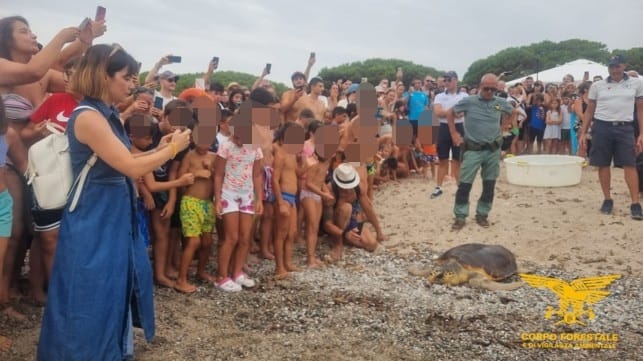 Tortolì, la tartaruga ferita e guarita torna a nuotare nel suo mare