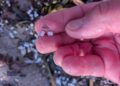 Cagliari, allarme plastica fra la prima e la sesta fermata del Poetto