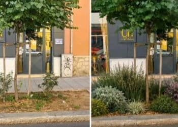 Via Dante, dopo il caso dell’aiuola interviene l’assessora Luisa Giua Marassi: “Verificherò subito una procedura semplificata”