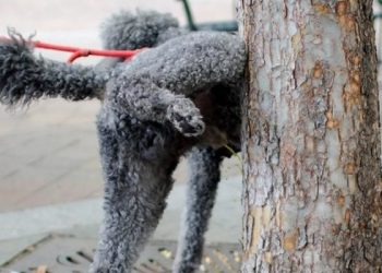 Gonnosfanadiga, sino a 5 mila euro di multa per chi lega i cani con la catena