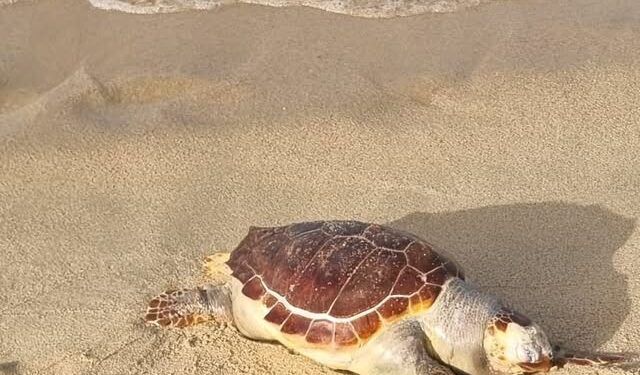 Solanas, la tristezza dei bagnanti per la tartaruga morta in spiaggia: “Abbiamo fatto tutto il possibile”
