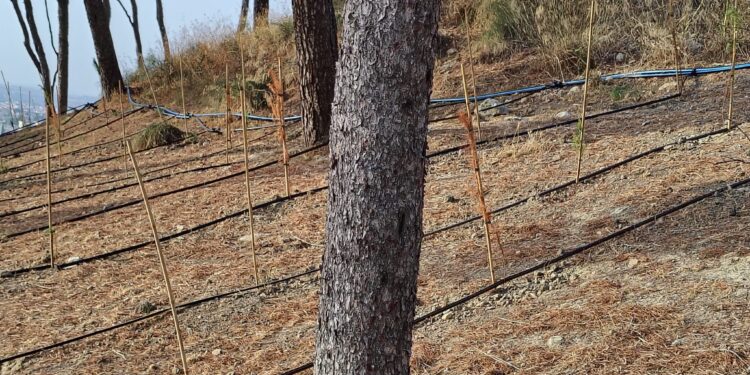 Monte Urpinu, l’area cani nel degrado: “Buchi, recinzioni arrugginite e piante che stanno morendo”